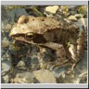 Rana temporaria - Grasfrosch 06.jpg